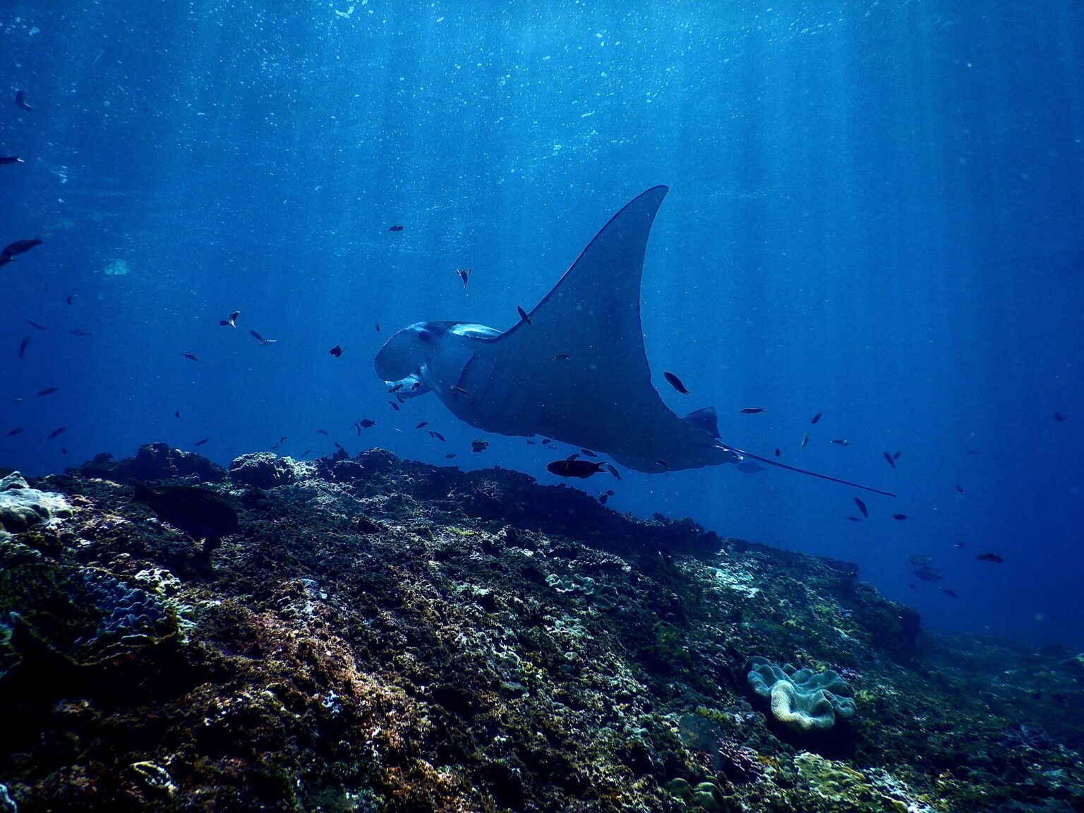 Snorkel med Manta Rays