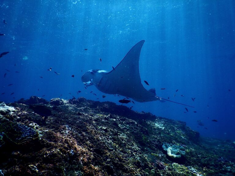 Snorkel med Manta Rays