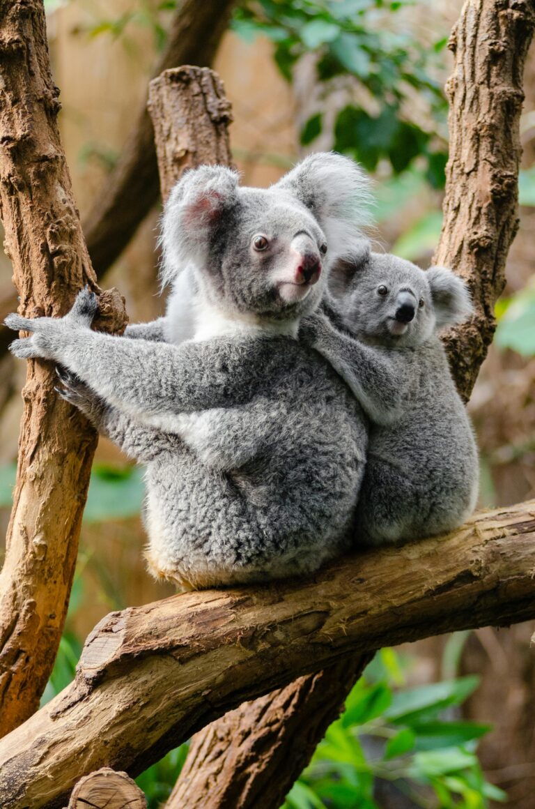 Spot vilde koalaer