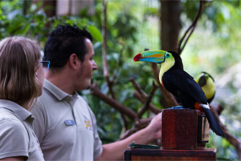 Blog-Toucan-Zooave