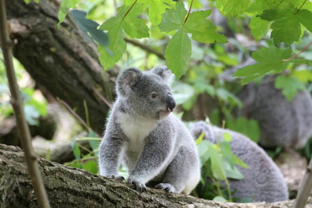 En koala der sidder roligt i et træ, omgivet af Australiens frodige bushland og naturskønne landskab