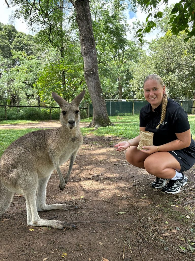 Kænguru i Australien