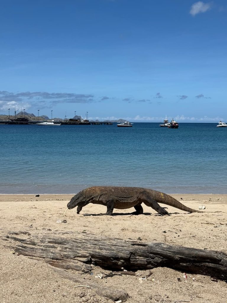 Komododrage på Komodo i Indonesien