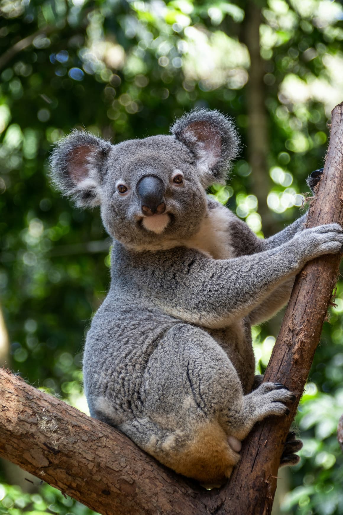 Australien