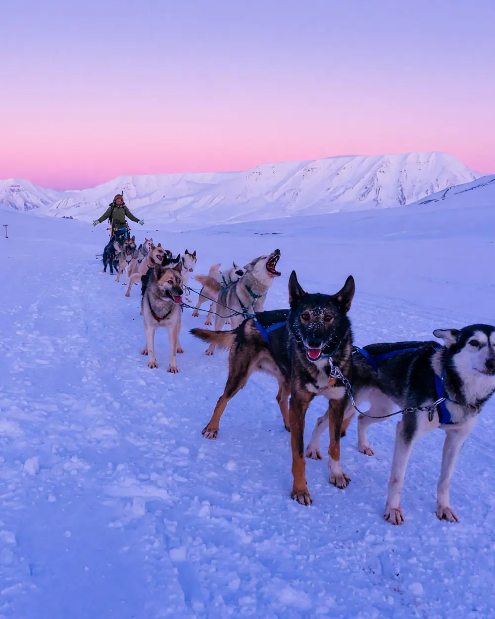 Slædehunde trækker en slæde gennem sneen på Svalbard