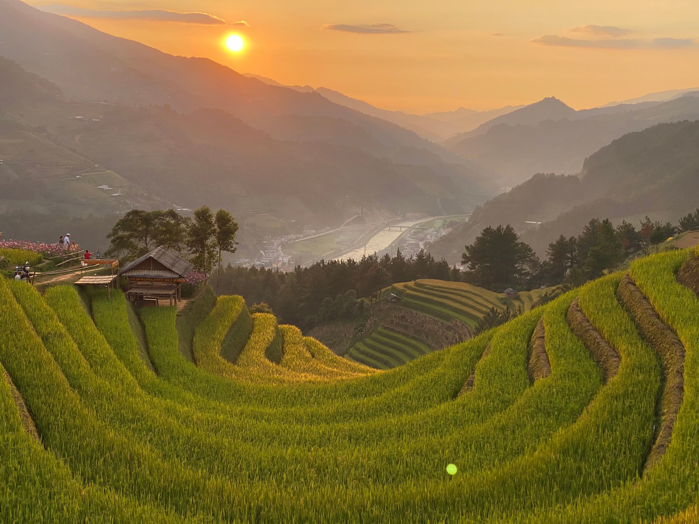 Gyldne risterrasser i det nordlige Vietnam ved solnedgang